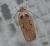 Agonopterix yeatiana